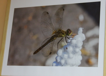 Wystawa fotografii "Opowieści fotograficzne" (22.06.2020)