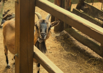 Wycieczka do parku rozrywki Twin Pigs 10.08.2022r.