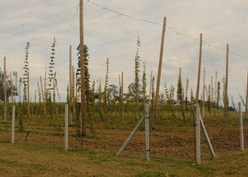 Chmielobranie w Iskrzyczynie 24.09.2022