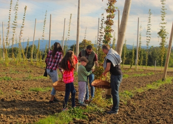 Chmielobranie w Iskrzyczynie 24.09.2022