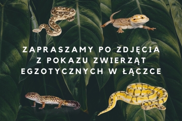 Zapraszamy po zdjęcia z pokazu zwierząt egzotycznych w Łączce